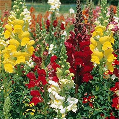 Antirrhinum 'Giant Rust Resistant'