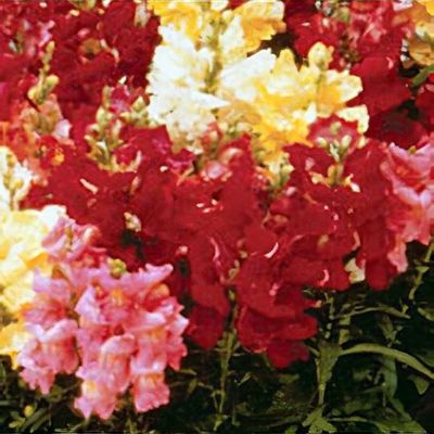 Antirrhinum majus 'Kim'