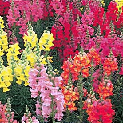 Antirrhinum majus Liberty Classic Series