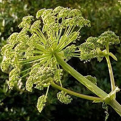 Angelica pachycarpa - Shoot