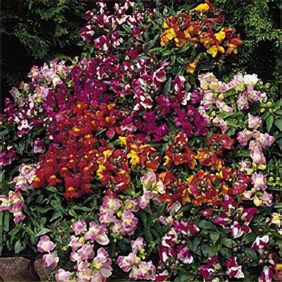 Antirrhinum majus 'Pearly Queen'