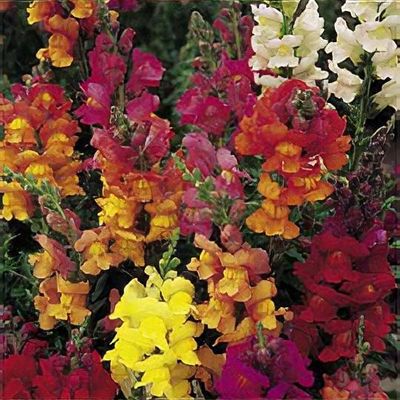 Antirrhinum 'Illumination'