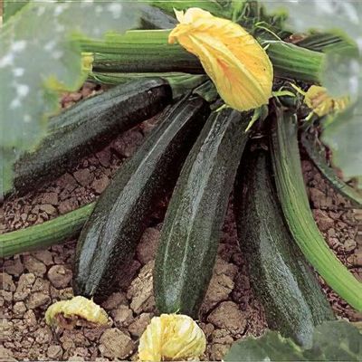 Cucurbita pepo 'El Greco'