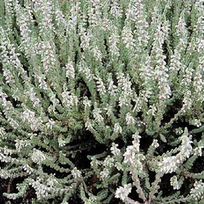 Calluna vulgaris 'Silver Queen' - Shoot