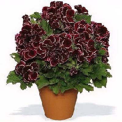 Pelargonium Grandeur Ivy Velvet Stock Image - Image of contrast, famous:  96214857