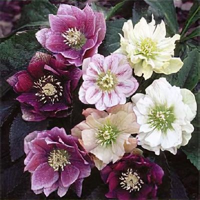 Helleborus x hybridus Lady Series, mixed