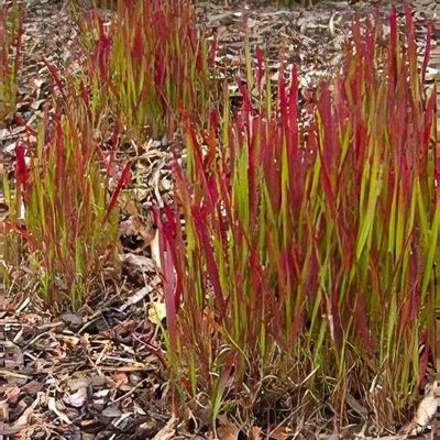 Imperata cylindrica 'Red Baron' - Shoot
