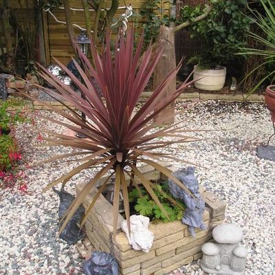 Cordyline australis 'Red Star' - Shoot
