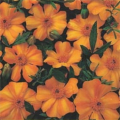 Oeillet d'inde Durango Bolero - Tagetes Durango Bolero – Enracinés