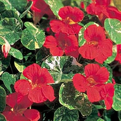 Tropaeolum majus 'Tip Top Scarlet' - Shoot