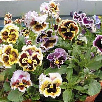 Viola x wittrockiana Chalon Supreme Series - Shoot