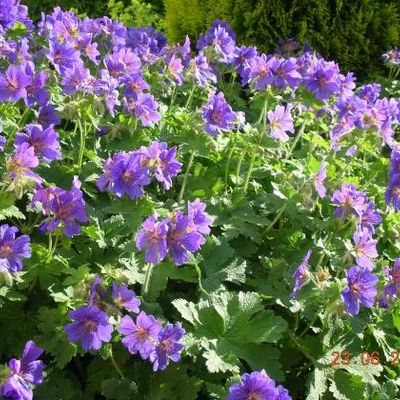 Geranium x johnsonii 'Johnson's Blue'