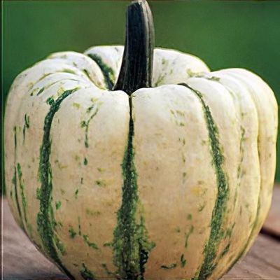 Cucurbita pepo 'Sweet Dumpling'