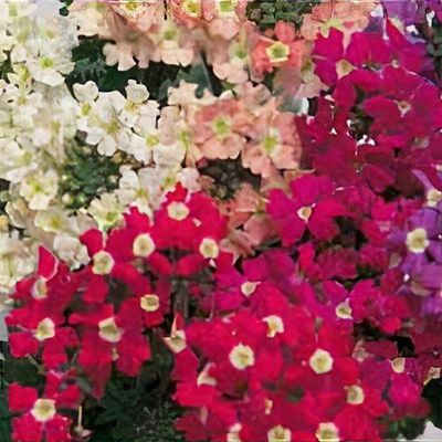 Verbena rigida Candycane Series