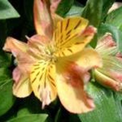 Alstroemeria 'Princess Daniela' - Shoot
