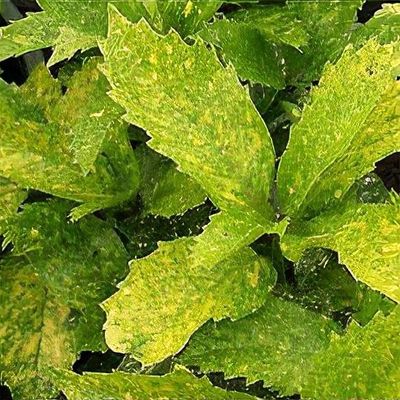 monstera plants for sale Monstera deliciosa main image 1