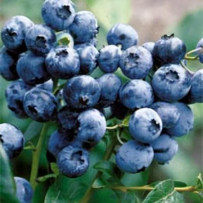 Vaccinium corymbosum 'Spartan' - Shoot