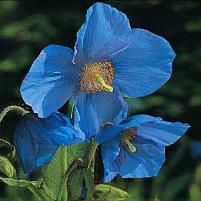 meconopsis-grandis
