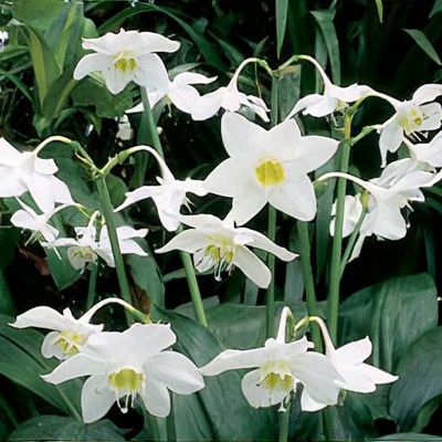 Eucharis amazonica - Shoot