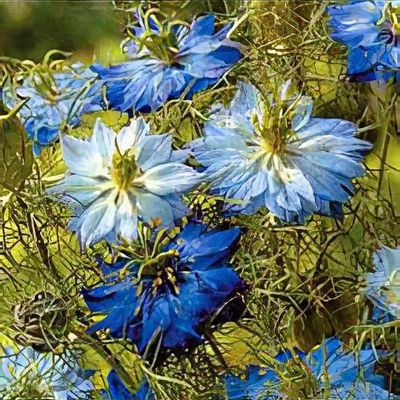 Nigella damascena Moody Blues - Shoot