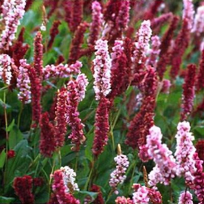 Persicaria affinis 'Darjeeling Red' - Shoot