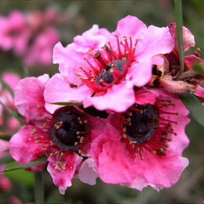 Leptospermum scoparium 'Martini'