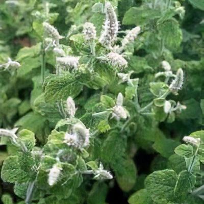 Mentha rotundifolia 'Variegata' - Shoot