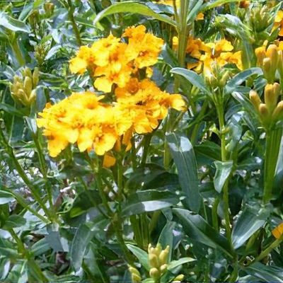 king size plants Strawflower 'King Size Red' seeds