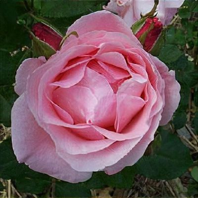 Queen Elizabeth Rose (Rosa 'Queen Elizabeth'): A Classic Beauty fit for  Royalty
