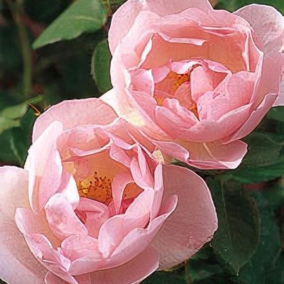 Rosa 'Peach Blossom' - Shoot
