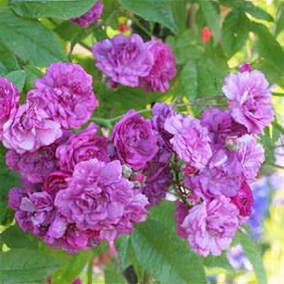 drift rose plant White Drift Groundcover Rose