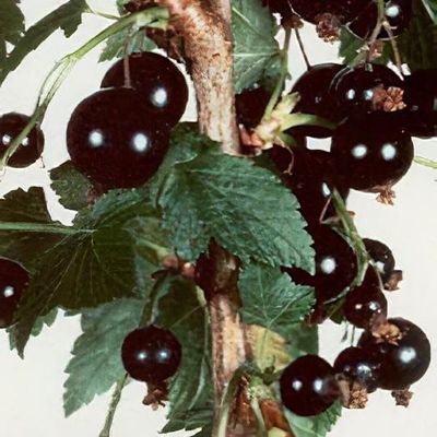 Ribes nigrum 'Ben Tirran'