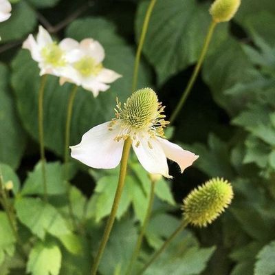 アミタニモモネ Anemone x hybrida 'Andrea Atkinson' - Shoot