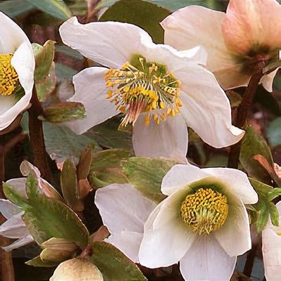 Helleborus niger 'Maximus'