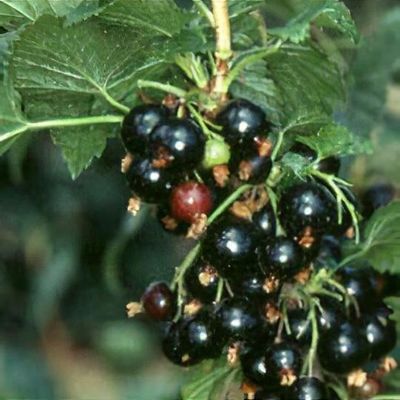 Ribes nigrum 'Ben Alder'