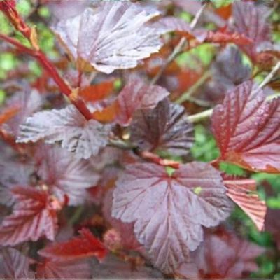 Physocarpus opulifolius 'Lady in Red' - Shoot