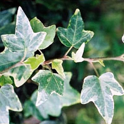 Hedera helix 'Eva' - Shoot