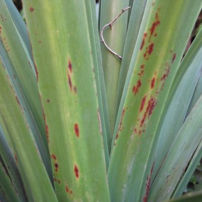 Brown spots. Is my palm sick? - Shoot