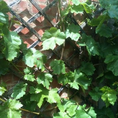 Vitis vinifera top crimson seedless