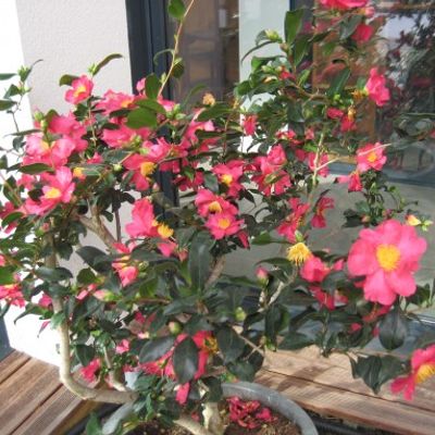 Camellia japonica 'Doctor King' - Shoot
