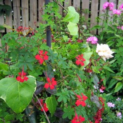Tropaeolum speciosum - Shoot