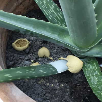 aloe vera saft preisvergleich Bio Aloe Vera Saft kaufen - Vegan