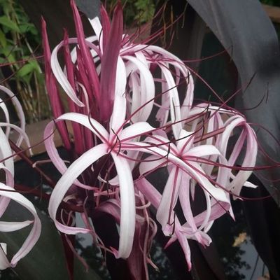 Crinum asiaticum 'Purpureum' - Shoot
