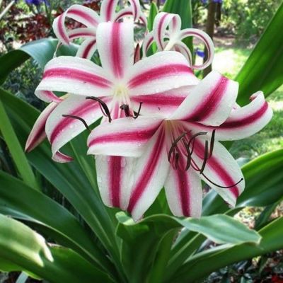 crinum-cintho-alpha