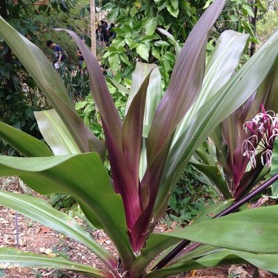 Crinum asiaticum 'Purpureum' - Shoot