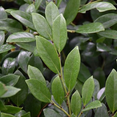 Distylium 'Emerald Heights'
