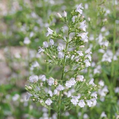 wo saatgut kaufen Bio Feldsalat Samen kaufen ➤ Bio-zertifiziert & Keimgarantie main image 0