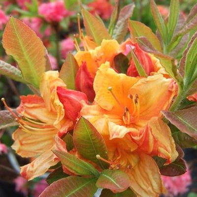 Haru＊Flower／ Azalea 'Haru-no-hibiki' | Urban Tree Farm Nursery