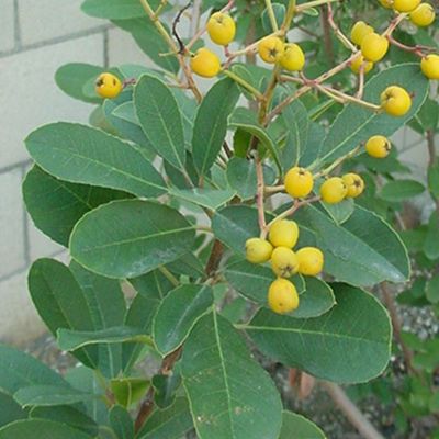 Heteromeles salicifolia 'Davis Gold'