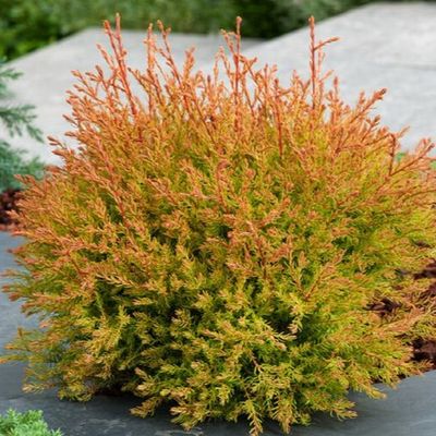 Thuja occidentalis 'Fire Chief' - Shoot